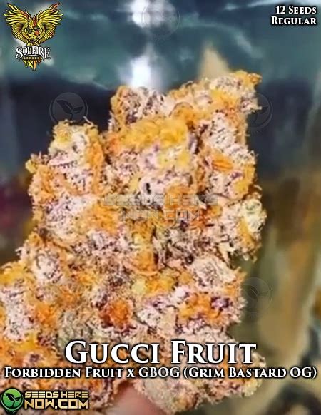 gucci fruit strain.